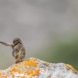 Rougequeue noir juvénile dans les Pyrénées